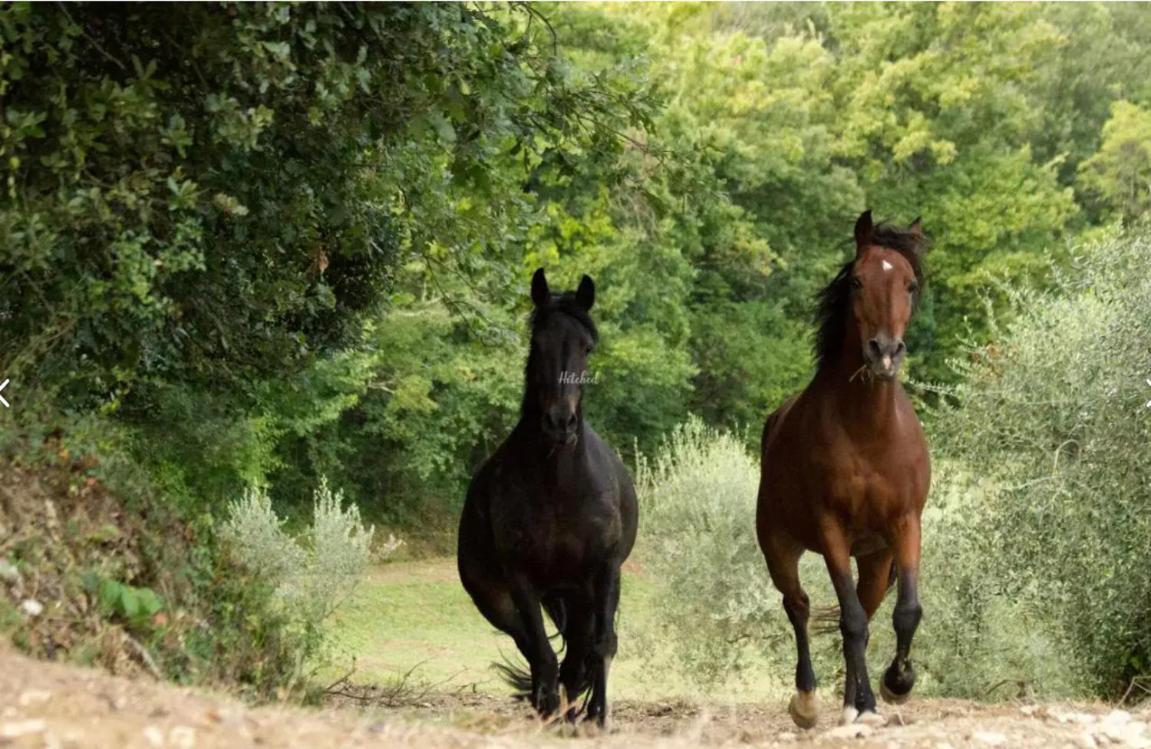 Agriturismo La Fonte Perugia Esterno foto